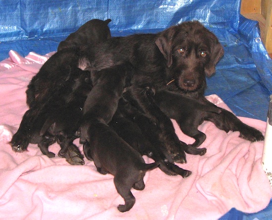 A dark brown Pudelpointer is laying on top of a pink blanket on top of a blue tarp feeding her puppies