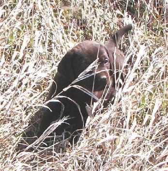 Front view - A dark brown Pudelpointer puppy is laying in tall brown grass looking to the right.