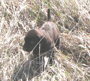Front view - A dark brown Pudelpointer puppy is pointing to the right in tall brown grass.