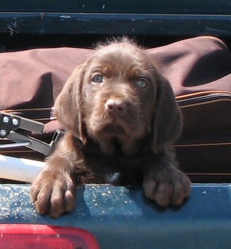 A dark brown with white Pudelpointer puppy is standing up against the side of a blue Dodge pick-up truck bed peering over the edge.