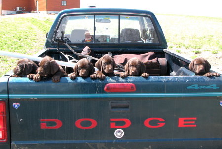 A litter of black with white Pudelpointer puppies are jumped up at the back of a blue Dodge pick-up truck bed.