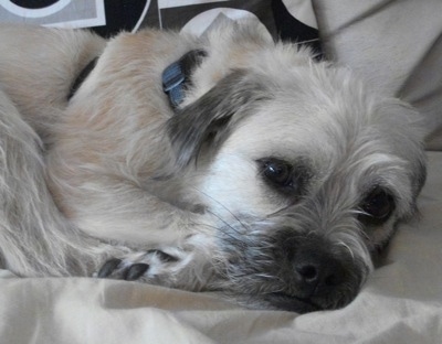 Close up head and upper body shot - A medium-haired, tan with black Pug-Coton dog is laying curled up on a bed and it is looking forward. Its small ears hang down.