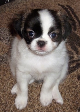 Top down view of a white with black and tan Pug-Zu Puppy and it is looking up and sitting on a rug. It has a round head and round eyes. Its body is mostly white with brown on its head.
