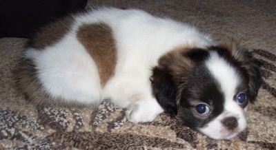 The right side of a fluffy white with black and tan Pug-Zu puppy is laying down across a brown carpet and it is looking forward.