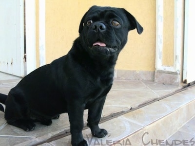 The left side of a short-haired, rose eared, black Pughasa dog sitting at the top of an outside staircase looking to the left. Its mouth is open and tongue is out. The dog has large round brown eyes and a big black nose. The words - Valeria Chendes - is overlayed in the bottom right corner.