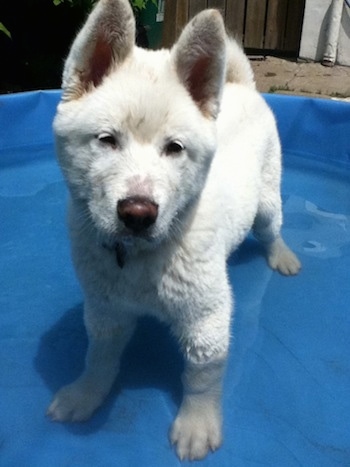 Front view - A thick-coated, white Pungsang Dog puppy is standing in water inside of a blue plastic kiddie pool looking forward. Its head is slightly tilted to the right. Its nose is brown.