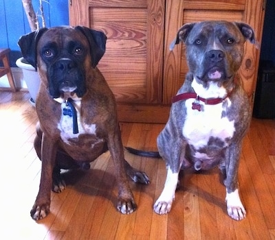 A brown brindle with white Boxer and a blue-nose brindle Pit Bull Terrier are sitting in a house in front of a cupboard and they are looking forward.