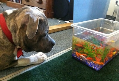 The left side of a bluue-nose brindle Pit Bull Terrier that is laying across a floor and it is looking into a goldfish bowl