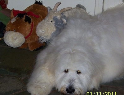 Front side view - the upper half of a fluffy, lognhaired, white Pyredoodle dog laying down on a carpet looking forward with a cow and a goat stuffed animal behind it.