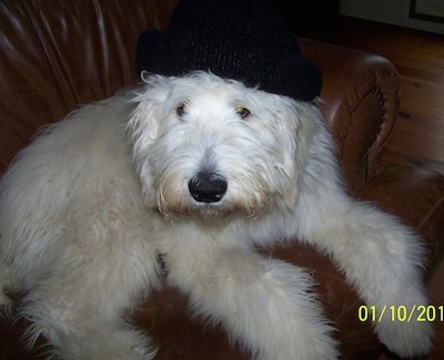 Front side view - A fluffy white Pyredoodle dog laying on a brown leather chair wearing a black hat looking up and forward.