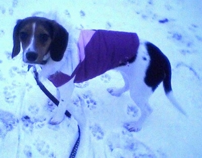 The left side of a white and black with brown Queen Elizabeth Pocket Beagle wearing a vest standing in snow looking up.