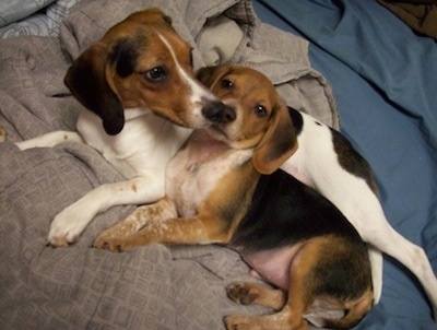 A Queen Elizabeth Pocket Beagle is laying with a Beagle puppy on a bed sniffing is nose.