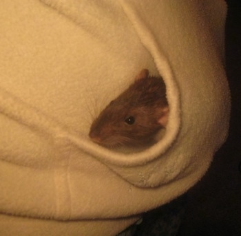 A brown with white rat is laying in the pocket of a robe.