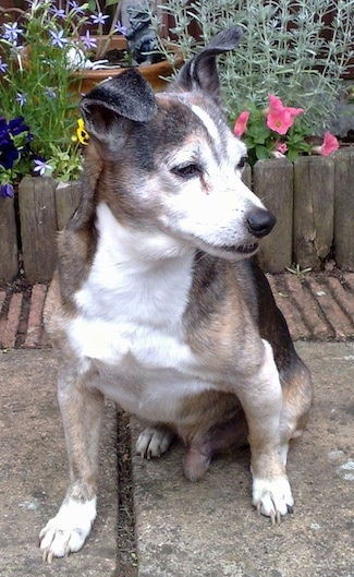 Front view - A graying, black, tan and white Ratonero Bodeguero Andaluz dog is sitting on a walkway looking to the right in front of a garden that has colorful flowers in it.