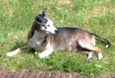 Side view - A graying, black, tan and white Ratonero Bodeguero Andaluz dog is laying across grass looking to the right.