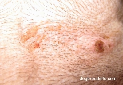 Close up - the skin of a dog with scabs.