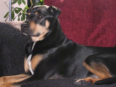 The left side of a Rott Pei that is laying across a couch and it is looking to the left. It has small folded ears.