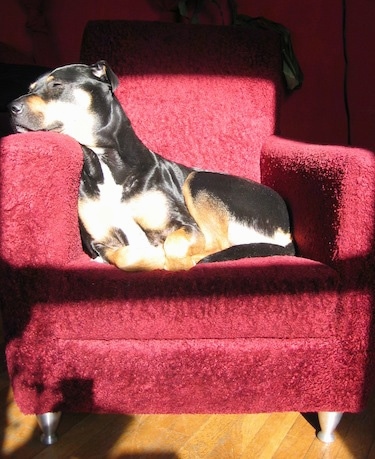 A black with brown Rott Pei dog with small folded ears is sleeping in a red arm chair.