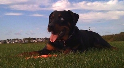 A black and tan Rottweiler is laying across a field and it is looking to the left. Its mouth is open and tongue is out. It has a blue eye.