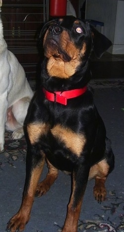 A black and tan Rottweiler is sitting on a rug wearing a red collar looking up.