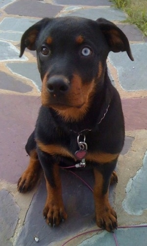 A black and tan Rottweiler puppy is sitting on a stone step and it is looking forward and up. It has one blue eye and one brown eye.