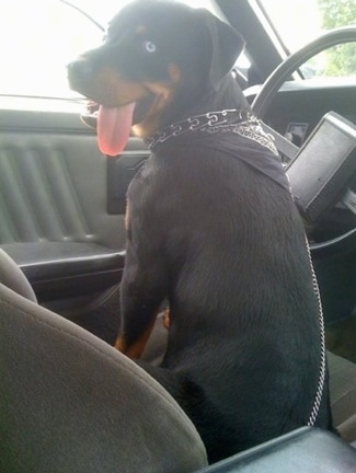 The back of a black and tan Rottweiler puppy that is sitting in the drivers seat of a vehicle. It is wearing a black bandana and it is looking behind itself. Its mouth is open and its tongue is out. One of its eyes is blue.