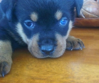 Close up - A black and tan Rottweiler puppy is laying its head down on a hardwood floor and it is looking forward. It has one blue eye.