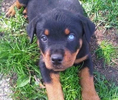 Top down view of a black and tan Rottweiler puppy that is laying in grass and it is looking up. The puppy has two different colored eyes. One is blue and the other is brown.