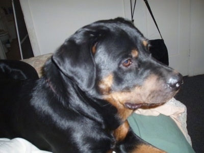 The front right side of a black and tan Rottweiler that is laying across a couch and it is looking to the right.