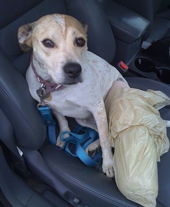 Maggie the Pit Bull Mix is sitting on the passenger side of a vehicle with a plastic bag over her leg