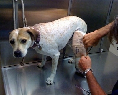 Maggie the Pit Bull mix is standing on a metal table and a male vet is cutting off the cast on Maggies leg