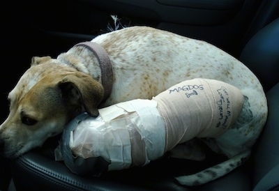 Maggie the Pit Bull mix laying down in the front seat of a car on the passenger side with a large cast on her leg