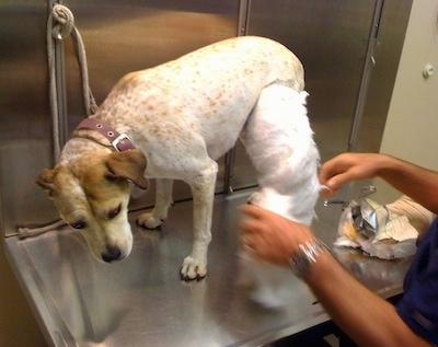 Maggie the Pit Bull mix is standing on a metal table and the veterinarian is removing the cotton layer of her cast