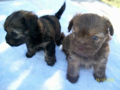 Close up - Two small, young puppies, a brown Russian Tsvetnaya Bolonka puppy and a black Russian Tsvetnaya Bolonka puppy are sitting on a porch and they are looking to the left.