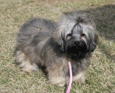 Front side view - A soft-looking, long coated, grey with white and black Russian Tsvetnaya Bolonka puppy is standing in grass looking forward. It has darker hair on its face and lighter fur on its body.