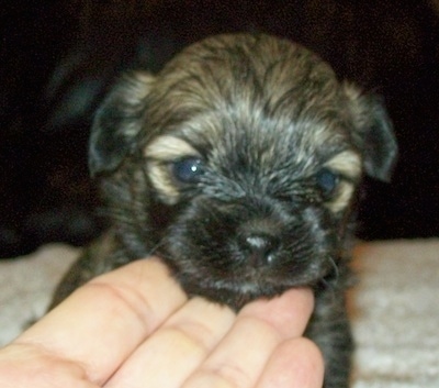 Close up head shot - A small tan with black Russian Tsvetnaya Bolonka puppy is standing on a carpet and a person has their hand under its chin.