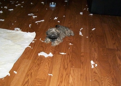 A tan with black Russian Tsvetnaya Bolonka puppy is laying on a hardwood floor and there are paper towels chewed up all around it.