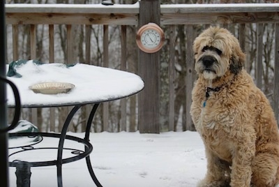 Front side view - A tall thick coated, tan with white and black Saint Berdoodle is sitting on snow and it is looking forward. To the left of it is a round patio table covered in snow.
