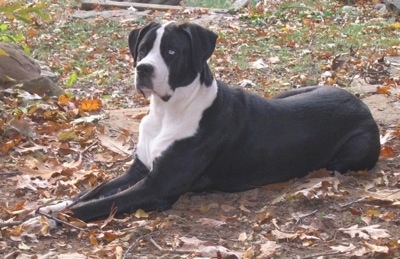 Side view - A black with white Saint Dane is laying in dirt with brown fallen leaves around it. It is looking to the left.