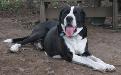 Front side view - A panting, extra large, black with white Saint Dane is laying across dirt and it is looking forward.