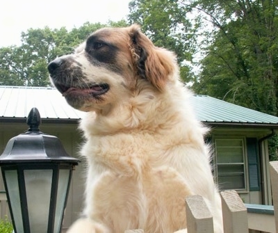 The front chest and head of a thick coated, white with brown and black Saint Pyrenees dog that is sitting on a porch in front of a house with a green tin roof looking to the left.