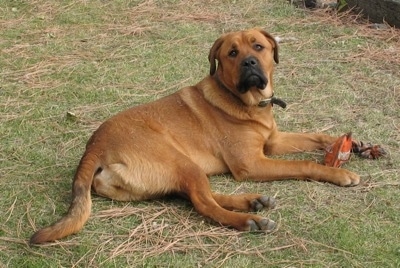 Side view - The back right side of a reddish brown St. Weiler dog laying across a grass surface. It has an empty snack bag in between its front paws.