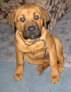 A thick, wide chested, reddish-brown St. Weiler puppy sitting on a carpet looking forward. It has a black snout and a black nose.