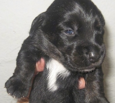 Close up - A very young black with white Sceagle puppy is being held in the hand of a person. Its head is turned to the right. The dog has dreamy eyes.