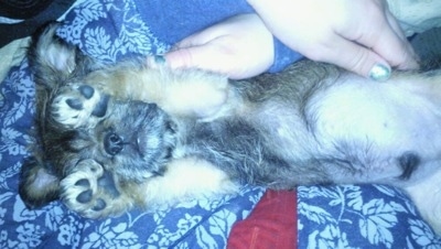 The belly of a small tan with white and black Schnau-Tzu puppy that has its front paws over its eyes. A person is petting the puppys stomach.