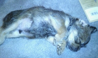 Close up - A tan with white and black Schnau-Tzu puppy is sleeping on its left side on a carpeted floor.