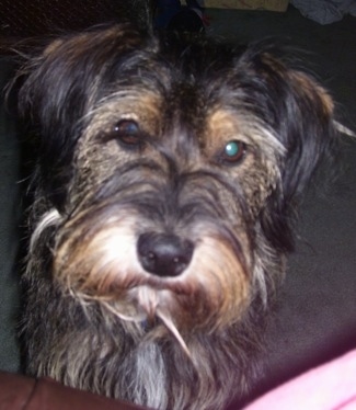 Close up head shot - A scruffy looking, longhaired, black with tan and white Schneagle is standing in front of a person on a couch. Its head is slightly tilted to the right.