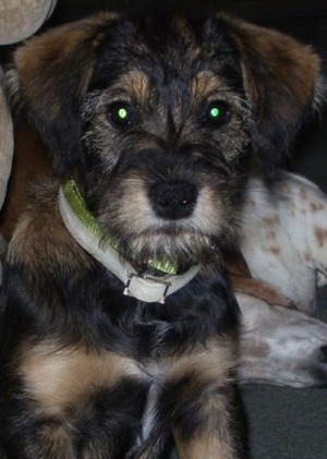 Close up head and upper body shot - A black with tan Schneagle puppy is sitting on a carpet and it is looking forward. Its body looks soft and its head looks wiry.