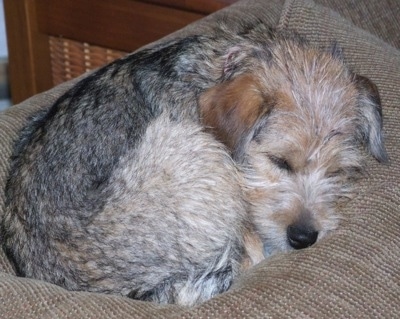 A brown with black Schneagle is sleeping curled up in a ball on the back of a tan couch.