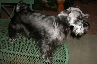 The front right side of a black Schnese that is standing on a green porch table. It is looking to the right. Its coat is cut to look like a Schnauzer dog with longer hair on its legs, ears, snout and eye brows.